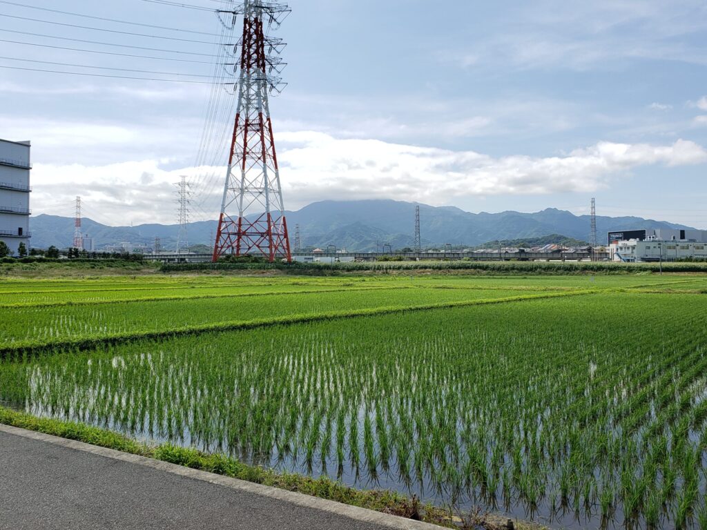 野球場近くの水田の景色