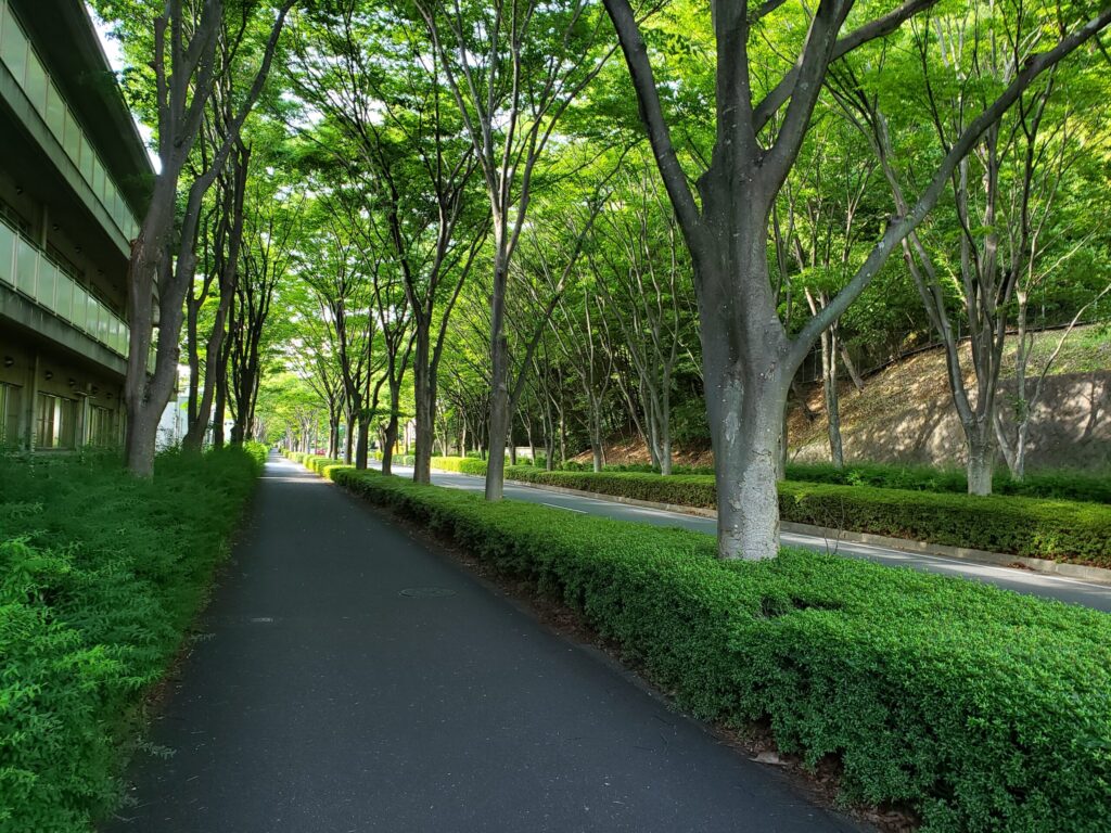 公園先の通り