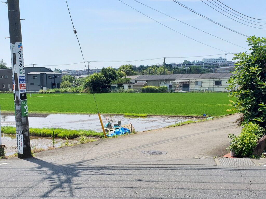 高校入口近くの田んぼ