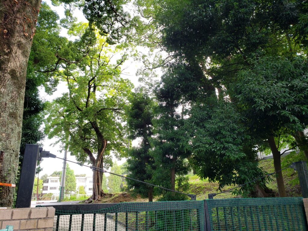 校舎内にある木々